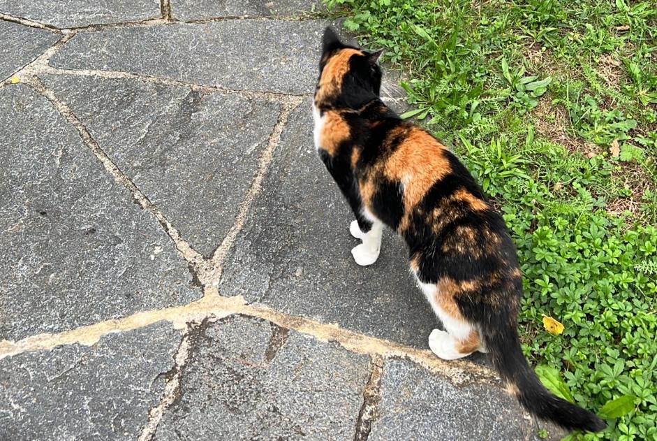 Alerte Disparition Chat Femelle , 12 ans Morges Suisse