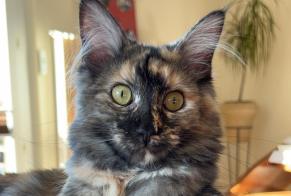 Alerte Disparition Chat croisement Femelle , 1 ans Cheseaux-sur-Lausanne Suisse