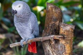 Alerte Disparition Oiseau Femelle , 2025 ans Morrens Suisse
