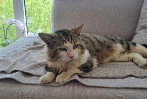 Alerte Découverte Chat  Mâle Morlon Suisse
