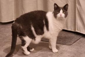 Alerte Disparition Chat  Femelle , 13 ans Yvorne Suisse