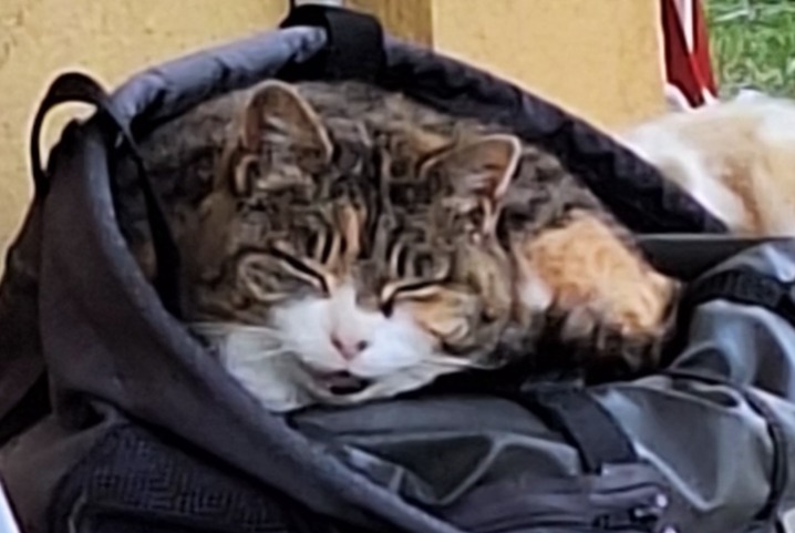 Alerte Découverte Chat Inconnu , 4 ans Leytron Suisse