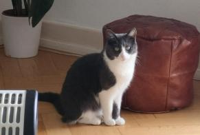 Alerte Disparition Chat  Femelle , 4 ans Payerne Suisse