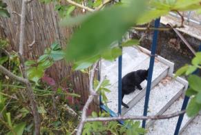 Alerte Découverte Chat Inconnu Lausanne Suisse
