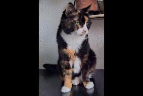 Alerte Disparition Chat Femelle , 10 ans Neuchâtel Suisse