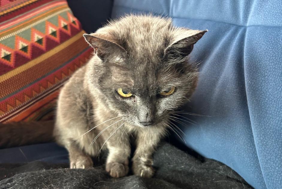 Alerte Disparition Chat Femelle , 20 ans Châtel-Saint-Denis Suisse