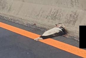 Alerte Découverte Chat croisement Inconnu Chexbres Suisse