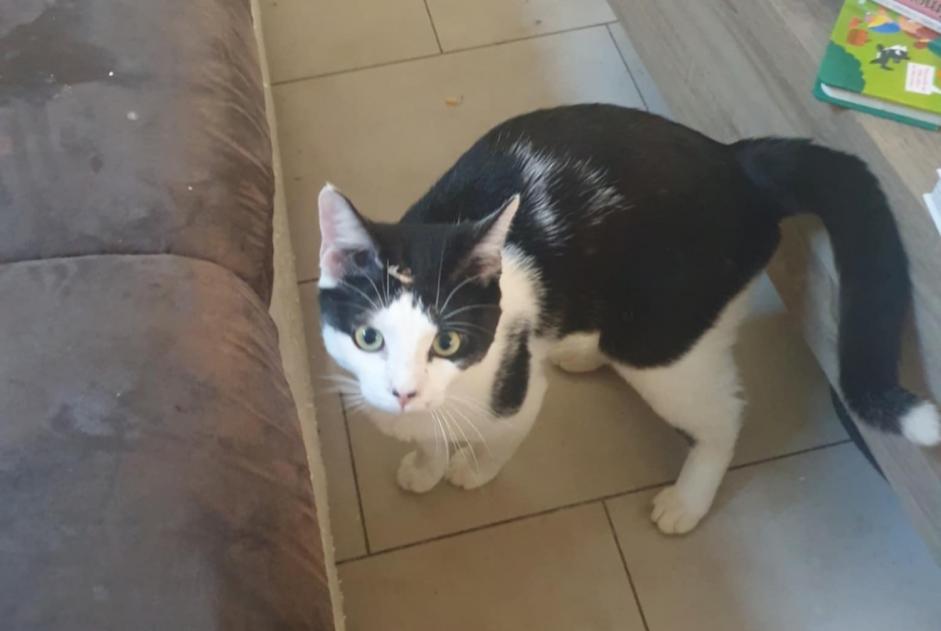 Alerte Découverte Chat croisement Mâle Montreux Suisse
