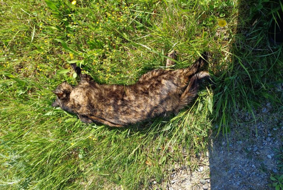 Alerte Découverte Chat Inconnu , 5 ans Gibloux Suisse