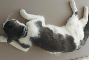 Alerte Découverte Chat Femelle Valbroye Suisse
