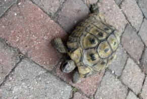 Alerte Découverte Tortue Inconnu Riddes Suisse