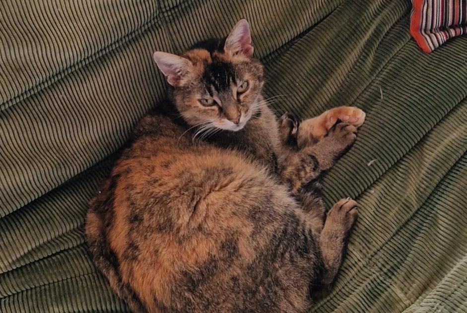 Alerte Disparition Chat croisement Femelle , 11 ans Lovatens Suisse