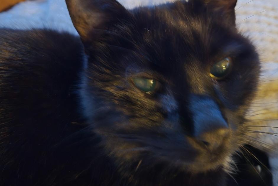 Alerte Disparition Chat Femelle , 14 ans Vully-les-Lacs Suisse