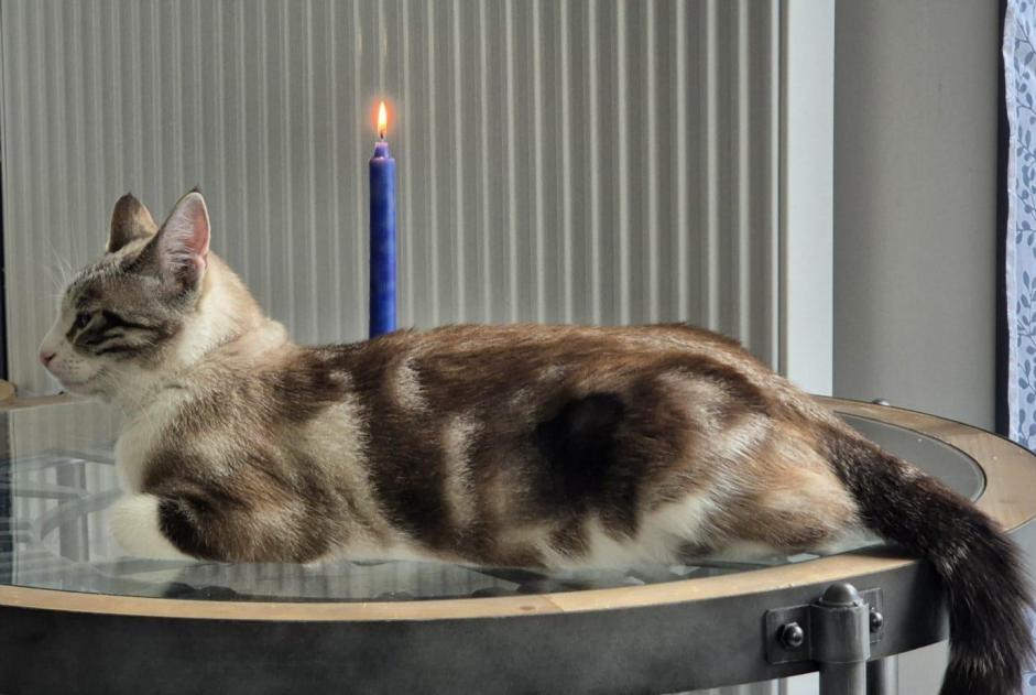 Alerte Disparition Chat croisement Femelle , 2 ans Villeneuve Suisse