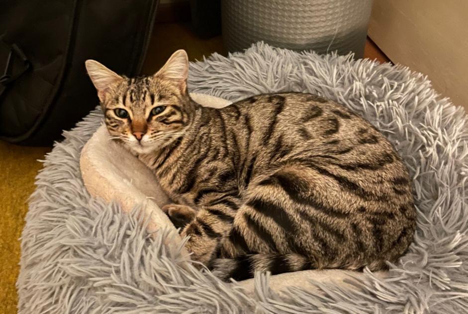 Alerte Disparition Chat croisement Femelle , 1 ans Morges Suisse