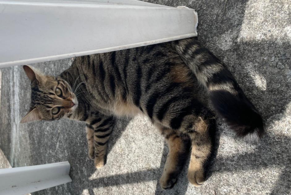 Alerte Disparition Chat croisement Femelle , 1 ans Morges Suisse