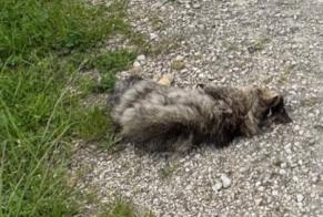 Alerte Découverte Chat Inconnu Gampelen Suisse