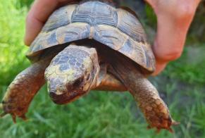 Alerte Découverte Autre Tortue Inconnu Fribourg Suisse