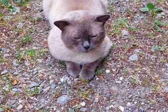 Alerte Découverte Chat croisement Mâle , 3 ans Roumaz (Savièse Suisse