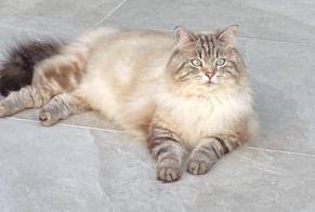 Alerte Disparition Chat  Mâle , 5 ans Collonge-Bellerive Suisse
