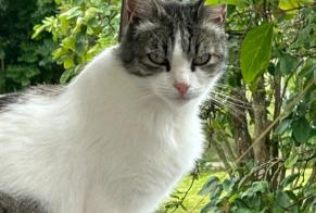Alerte Disparition Chat croisement Femelle , 8 ans Boulens Suisse