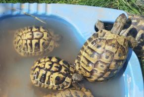 Alerte Disparition Tortue Mâle , 2025 ans Courroux Suisse