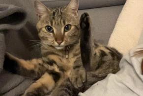 Alerte Disparition Chat Mâle , 2 ans Prévonloup Suisse