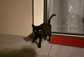 Alerte Découverte Chat croisement Inconnu Saint-Sulpice Suisse