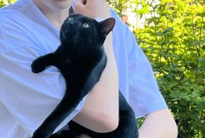 Alerte Disparition Chat Femelle , 1 ans Lutry Suisse