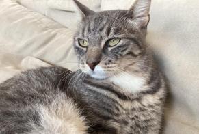 Alerte Disparition Chat Mâle , 4 ans Bourg-en-Lavaux Suisse