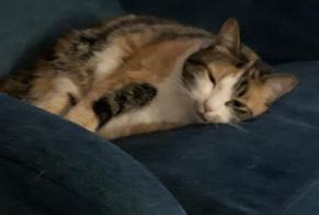 Alerte Disparition Chat croisement Femelle , 7 ans La Tour-de-Peilz Suisse