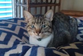 Alerte Disparition Chat Mâle , 1 ans Villarzel Suisse