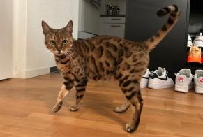 Alerte Découverte Chat  Femelle Biel Suisse