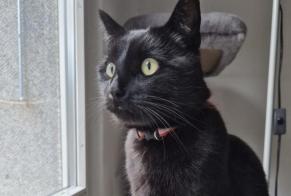 Alerte Disparition Chat Mâle , 5 ans Monthey Suisse