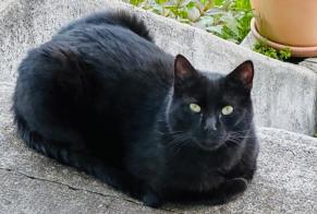 Alerte Disparition Chat Mâle , 8 ans Anniviers Suisse