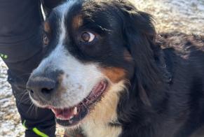 Alerte Découverte Chien  Mâle Treyvaux Suisse
