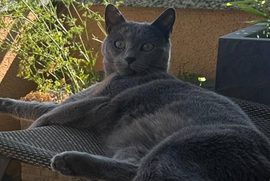 Chat Disparu à Sierre (Valais, Suisse) - alerte disparition Pet Alert n° 359718