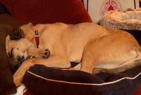 Alerte Disparition Chien croisement Femelle , 3 ans Blonay - Saint-Légier Suisse