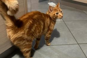 Alerte Disparition Chat Mâle , 4 ans Val-de-Ruz Suisse