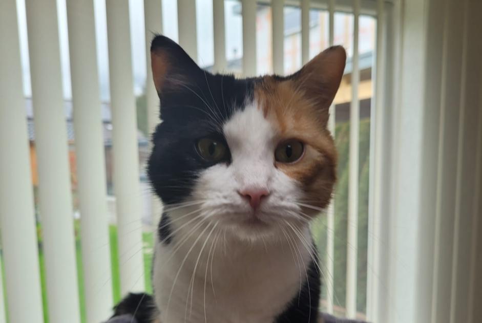 Chat Disparu à Courroux (Jura, Suisse) - alerte disparition Pet Alert n° 362700