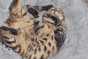 Alerte Disparition Chat croisement Femelle , 2 ans Bavois Suisse