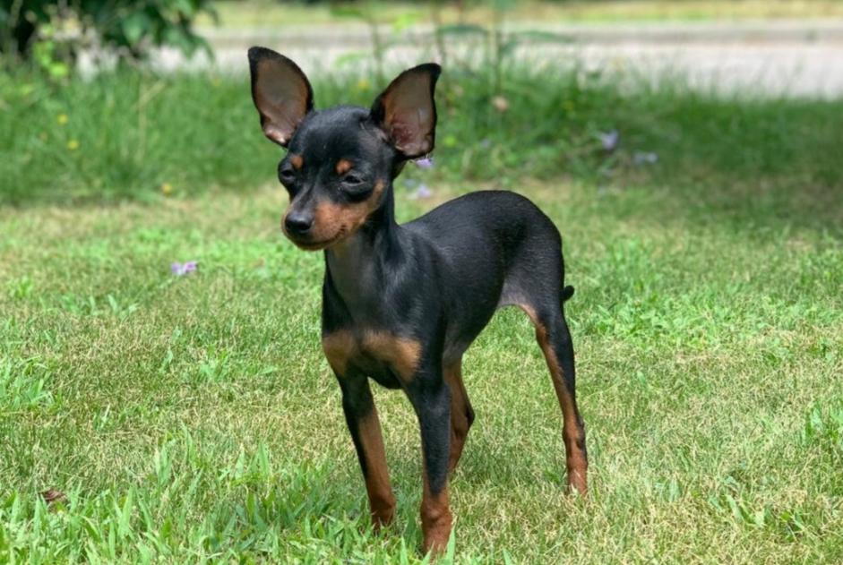 Chien Disparu à Jouxtens-Mézery (Vaud, Suisse) - alerte disparition Pet Alert n° 362910