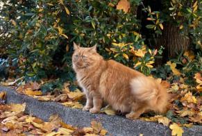 Alerte Disparition Chat  Femelle , 5 ans Carouge Suisse