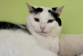 Alerte Disparition Chat croisement Mâle , 3 ans Steg-Hohtenn Suisse