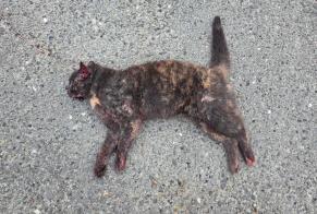 Alerte Découverte Chat Inconnu Gurmels Suisse