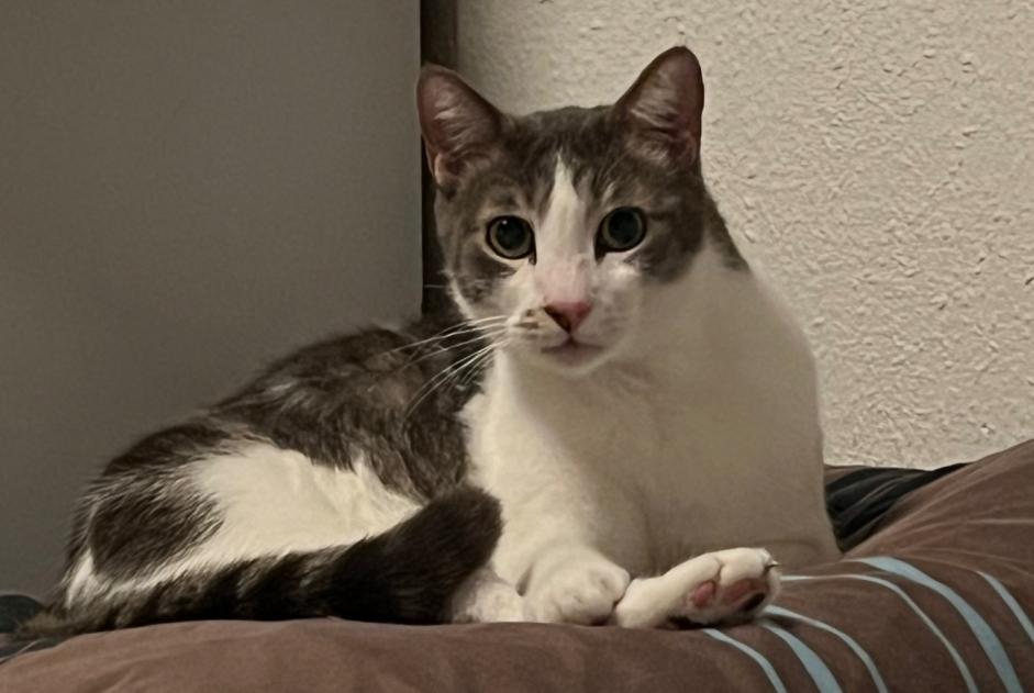 Chat Disparu à Pregny-Chambésy (Genève, Suisse) - alerte disparition Pet Alert n° 365135