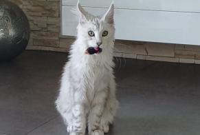 Alerte Disparition Chat  Mâle , 1 ans Châtonnaye Suisse