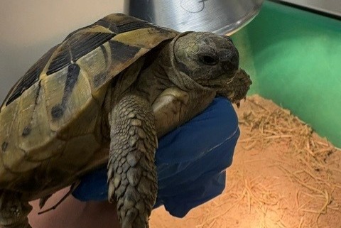 Tortue Trouvé à Bern (Bern, Suisse) - alerte découverte Pet Alert n° 366894