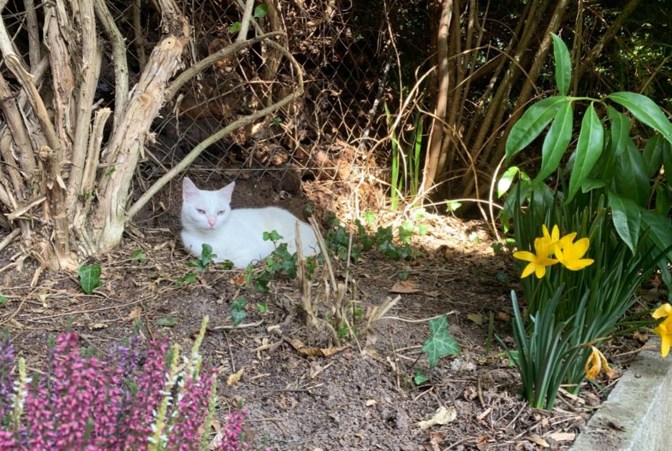 Chat Disparu à Montreux (Vaud, Suisse) - alerte disparition Pet Alert n° 367530