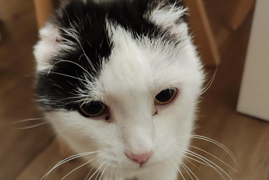 Chat Disparu à Lausanne (Vaud, Suisse) - alerte disparition Pet Alert n° 367931